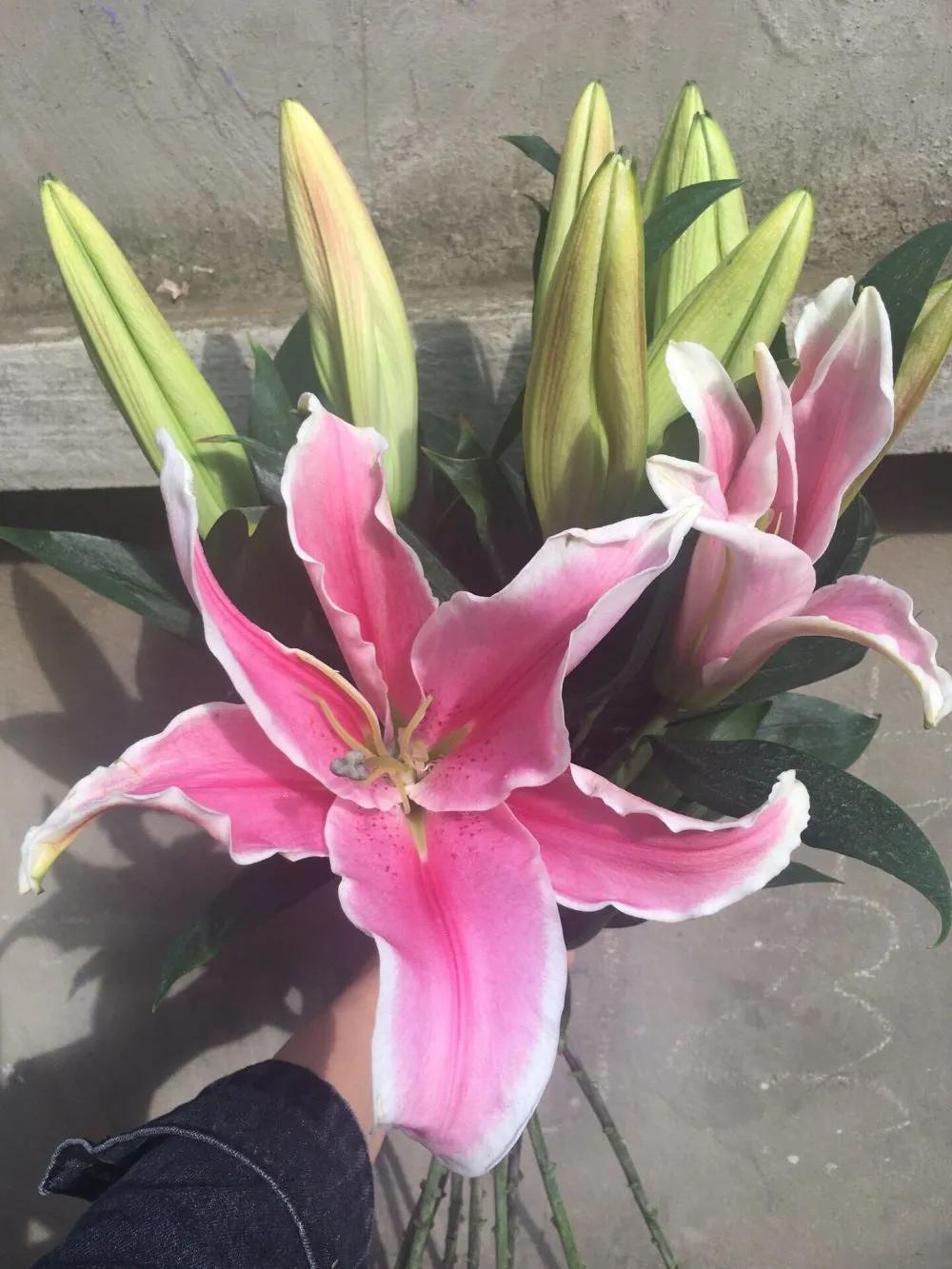 香水百合鲜切花云南鲜花基地,什么颜色的百合最好养活