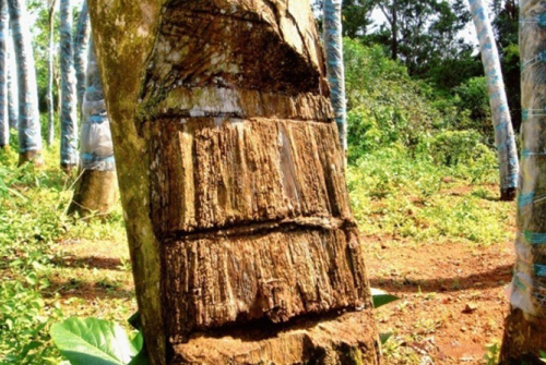 沉香四大要素图,沉香各大产区香味