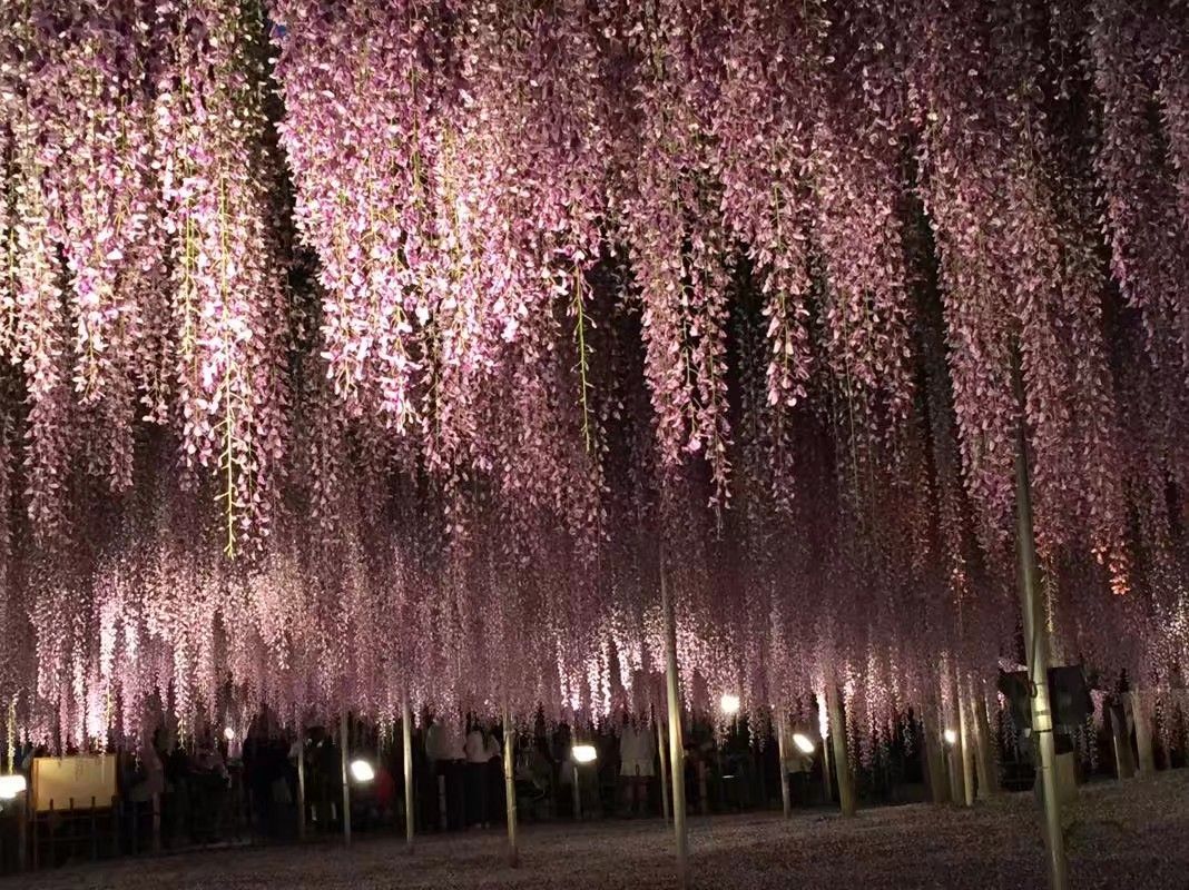 日本眼中的紫藤,最经典的日系紫藤
