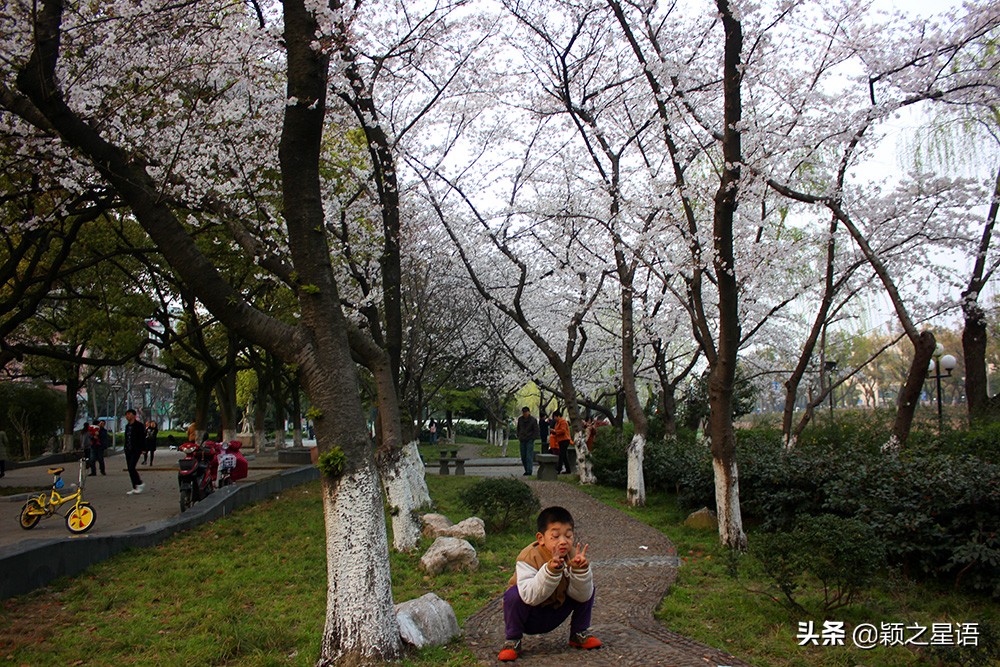 十里樱花十里尘,十五个赏樱地,赴一场樱花之恋