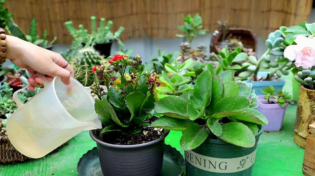 磷酸二氢钾浇花用量和使用时间,磷酸二氢钾的正确使用方法浇花