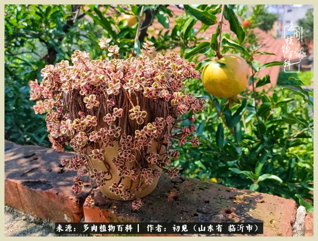 和多肉植物相伴,和多肉相处的心情