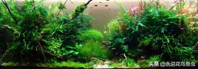 水草基本种植法,生态缸水草种植