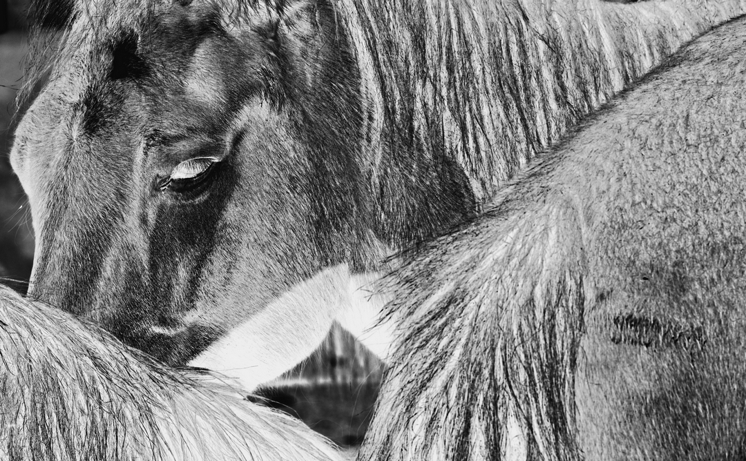 拍马都追不上的成语,拍马都赶不上的成语