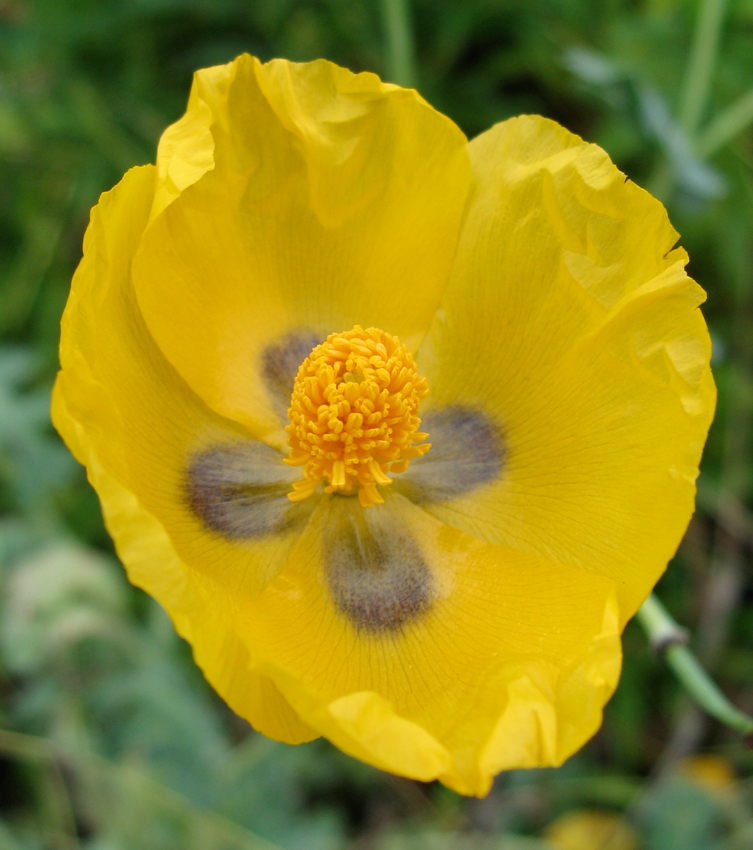 什么花适合送生日花,你的生日代表的花朵及寓意图片