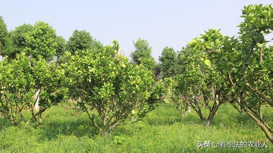 怎样种荔枝果树成活率高,冬天种什么果树成活率高