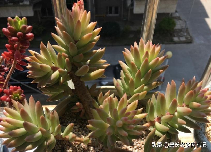 多肉千佛手用什么花盆好看,多肉千佛手好养吗