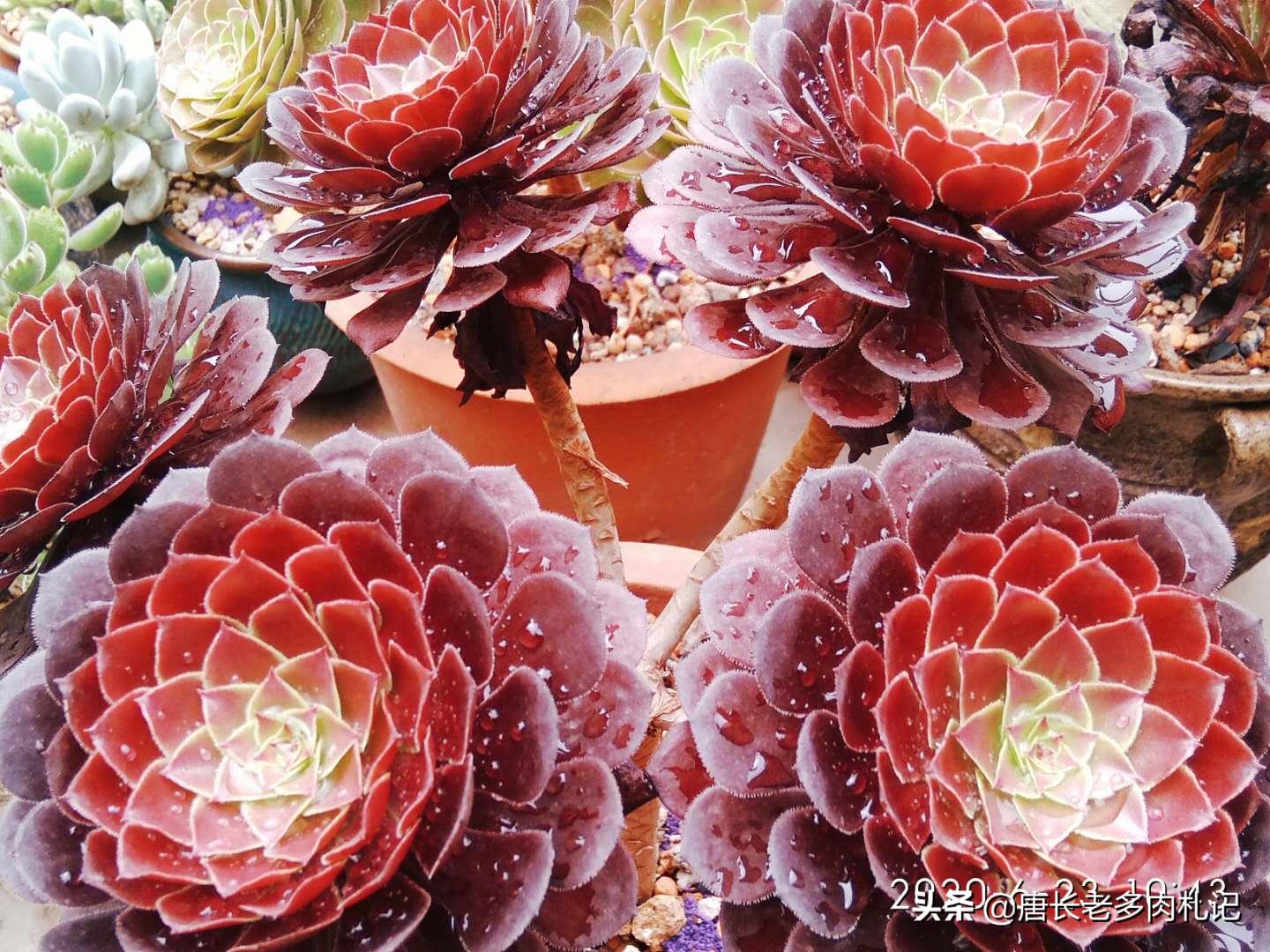 法师多肉能晒吗,法师多肉病虫害怎么办