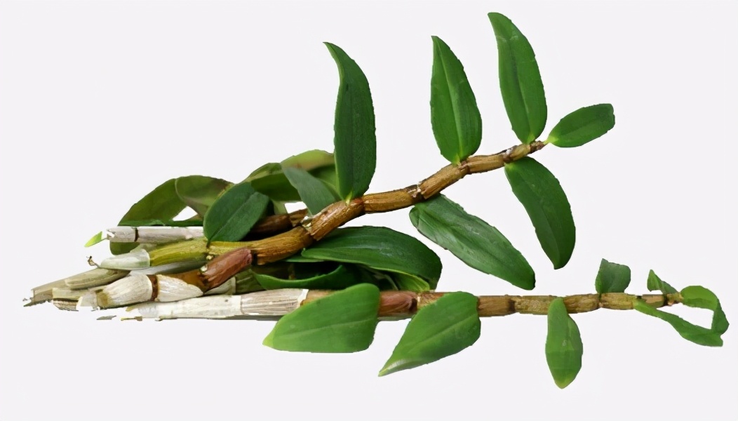 安龙石斛种植技术,贵州大学中草药栽培与鉴定