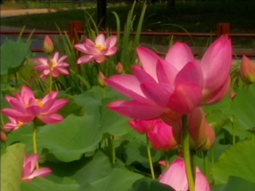 父亲节快到了又想起了我的爸爸,父亲节让我想起了自己的爸爸