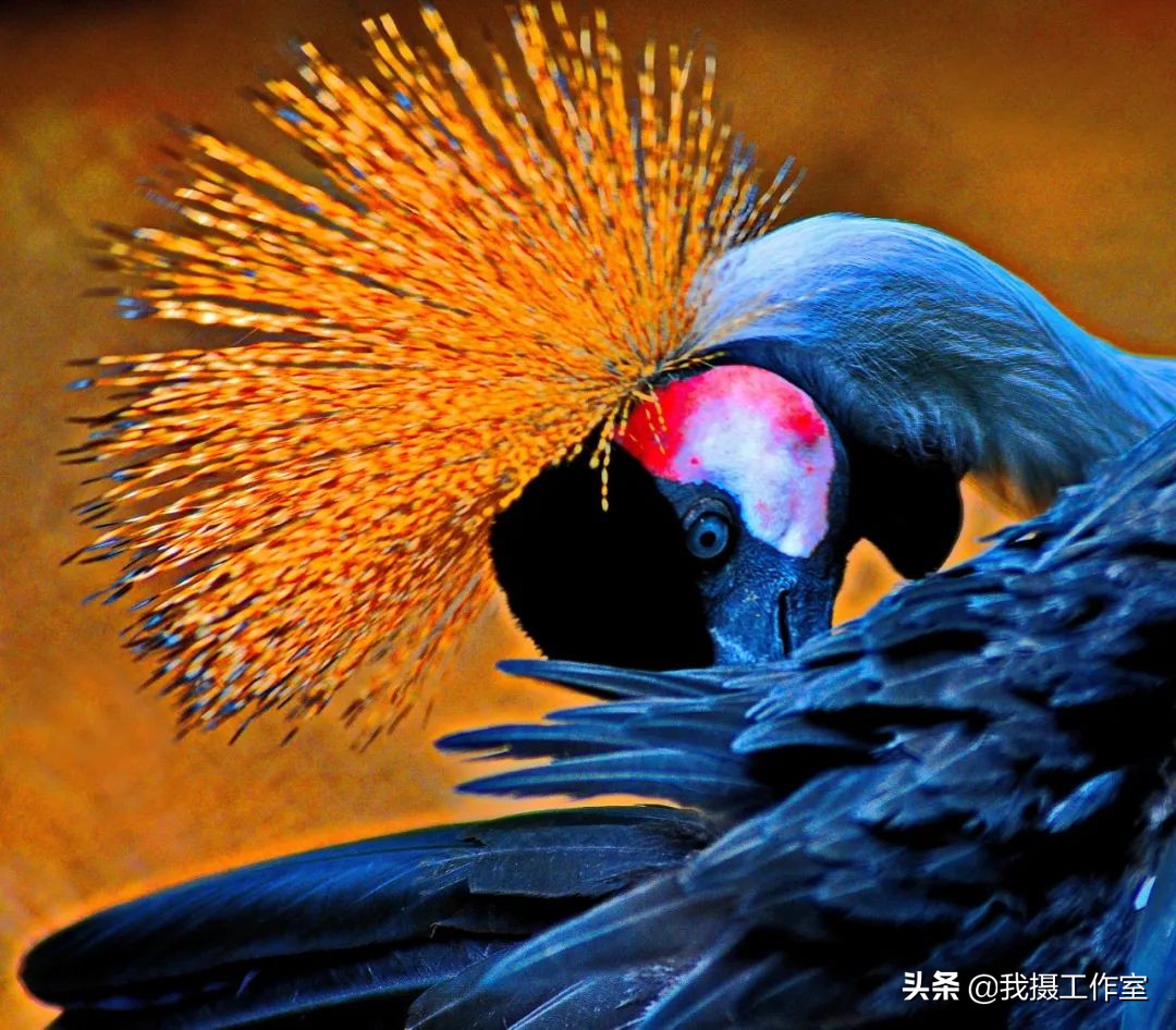 第16届国际摄影艺术展获奖作品,第29届全国摄影艺术展览作品集