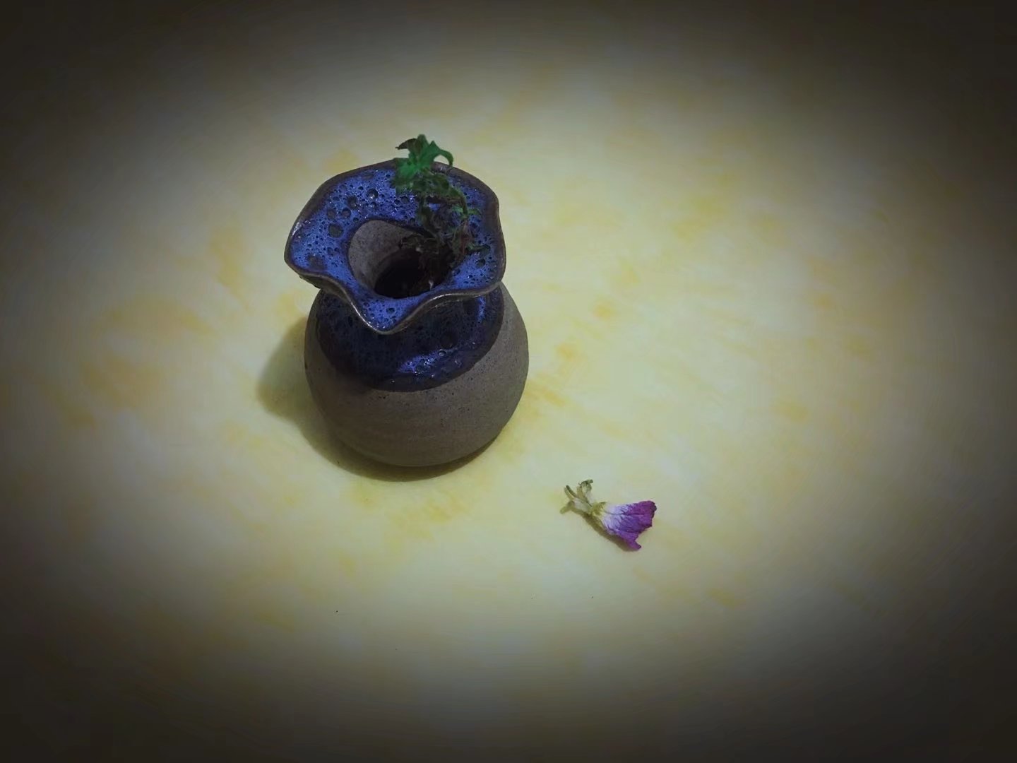 欣赏一朵花的心情,凝视一朵花