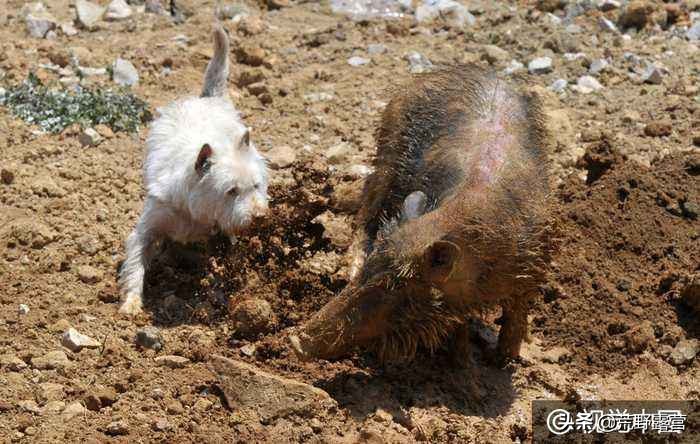 世界上哪种狗数量最多,世界上最具有狼特征的犬