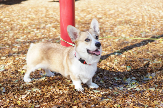 狗狗怎么托运最便宜,狗狗如何托运避免死亡