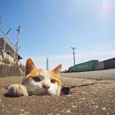 猫咪离开前有哪些行为,猫咪跑掉了会躲到哪些地方
