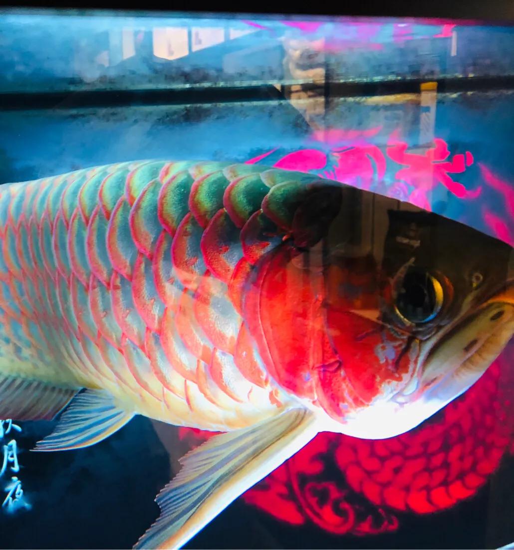 怎么用滤材做奶糕,用滤材做奶糕的做法