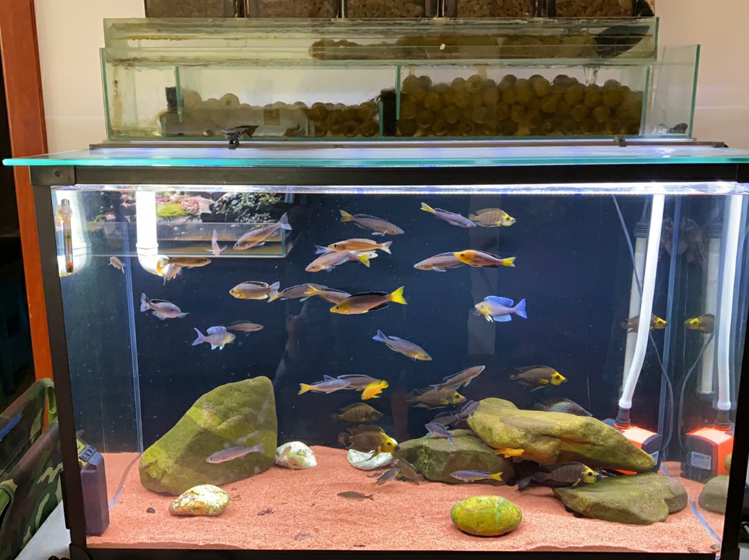 怎么养鱼缸的水质才稳定,水族箱用什么过滤最好