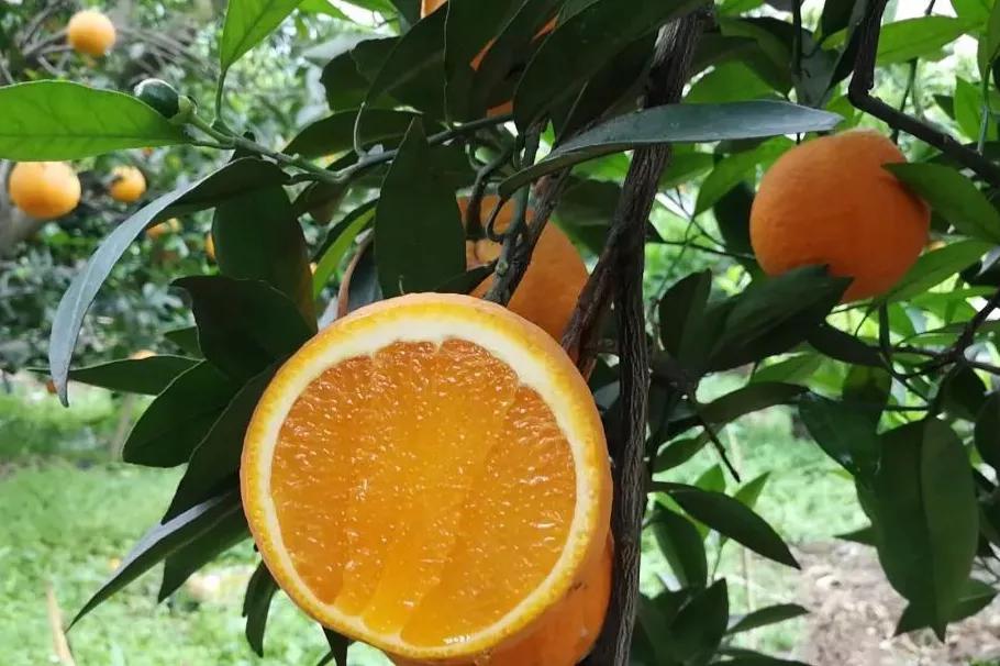 哪个地方出产的橙子最好吃,现在哪里的橙子最好吃