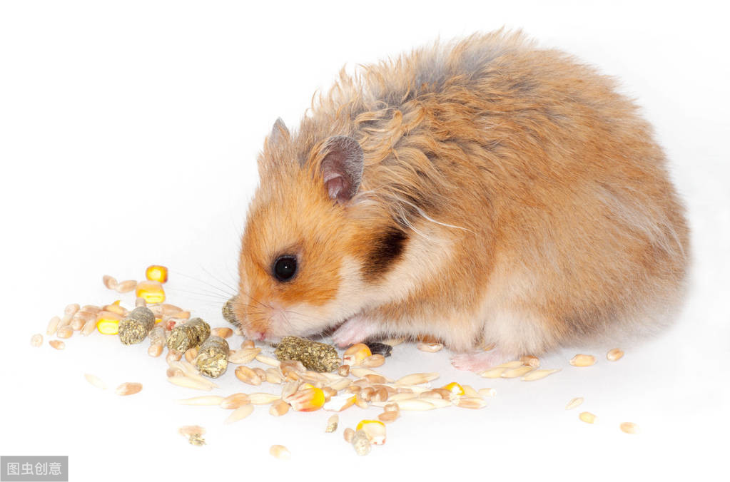 口袋宠物图鉴,口袋宠物中文版