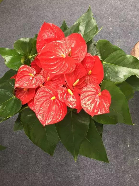 红掌枯萎还会长新叶吗,红掌黄叶腐烂枯萎怎么补救