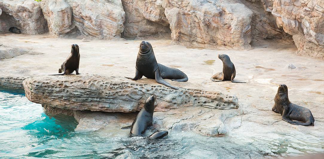 珠海长隆海洋王国游玩省钱攻略,珠海长隆海洋王国游玩攻略时间表