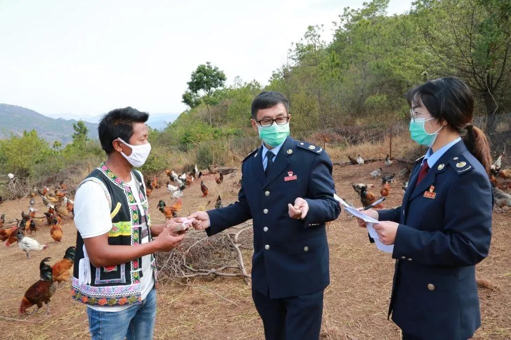 巍山干部出力，帮贫困户滞销农产品找销路