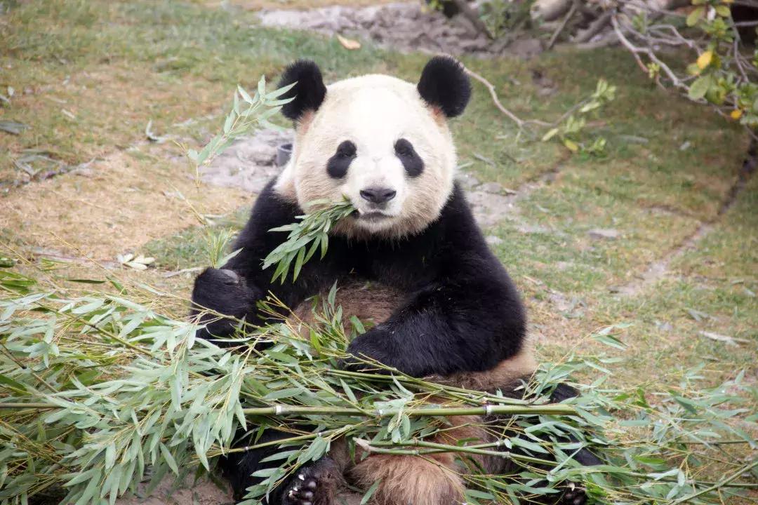 南通森林野生动物世界好玩吗,南通森林野生动物园门票团购