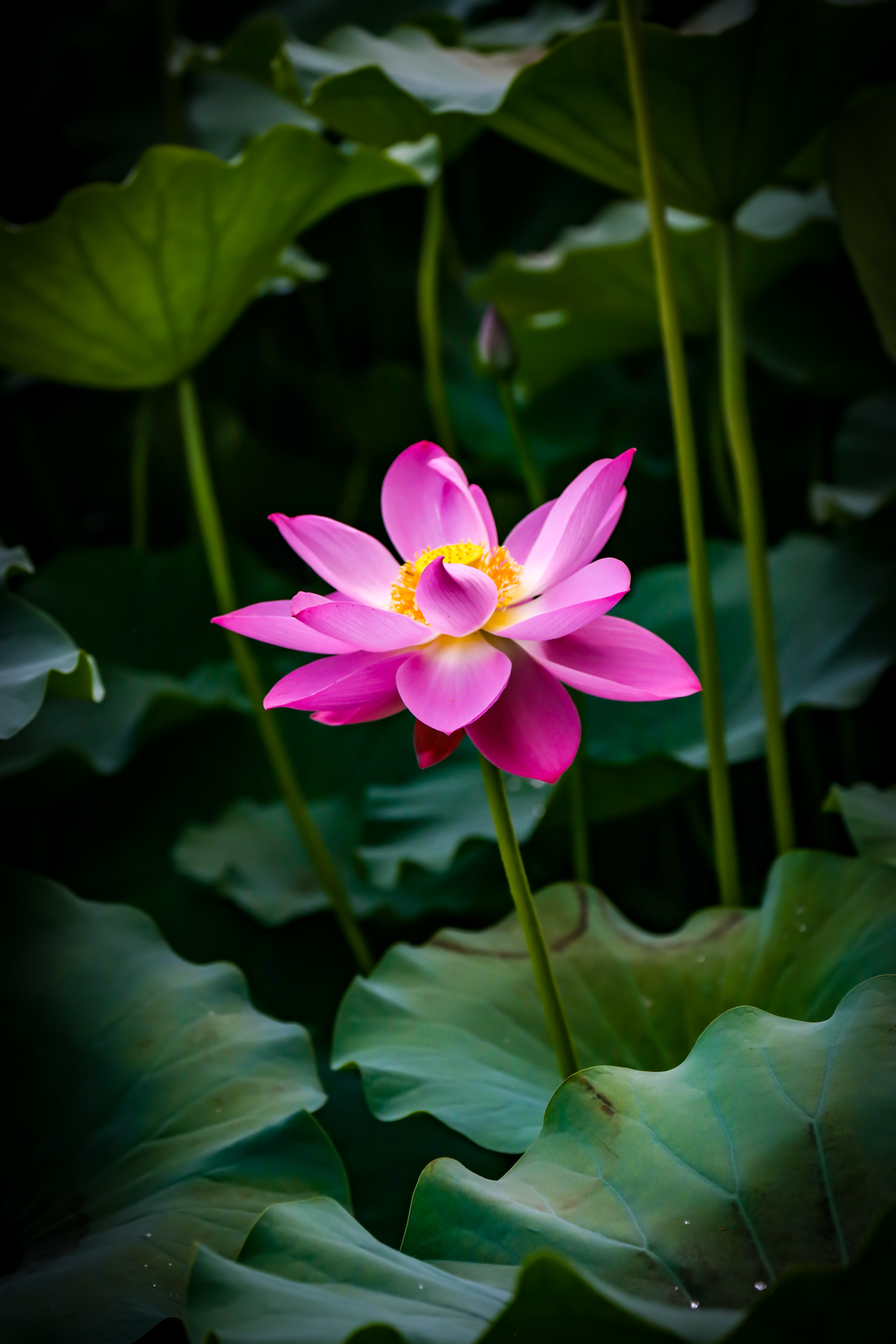 保定市古莲花池夜景,保定古莲花池美照