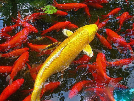 新手入门养锦鲤如何防止生病,新手养锦鲤需要注意什么