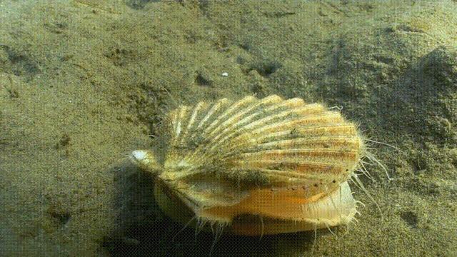 蚶蛤蛏蚬区别,蛤蜊蚶子蛏子区别