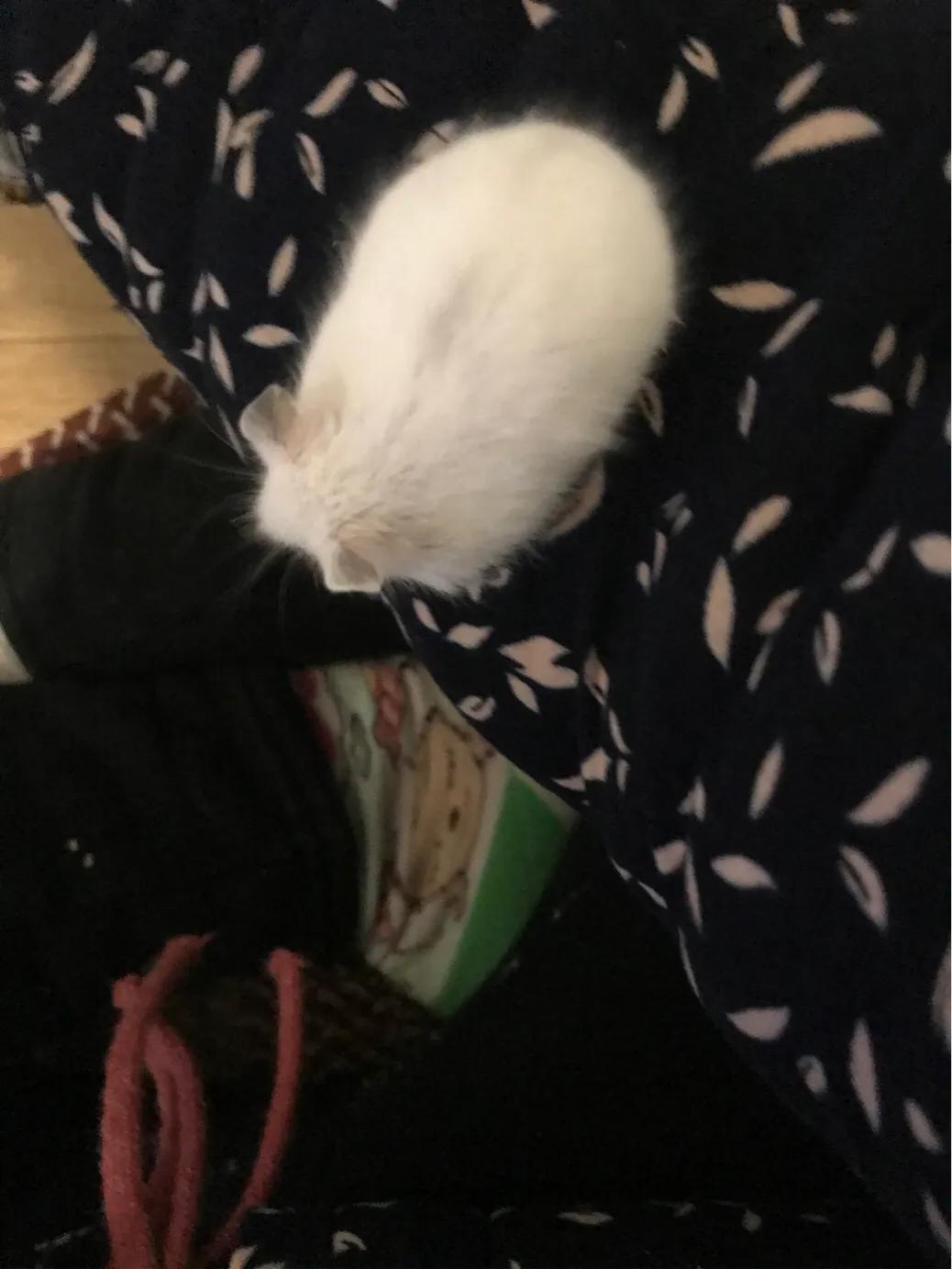 仓鼠越狱很久没有出来会在哪,仓鼠已经越狱三四天了还能找到吗