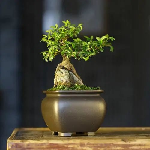 榆树盆景用的榆树是什么品种,小榆树盆景设计100种形态