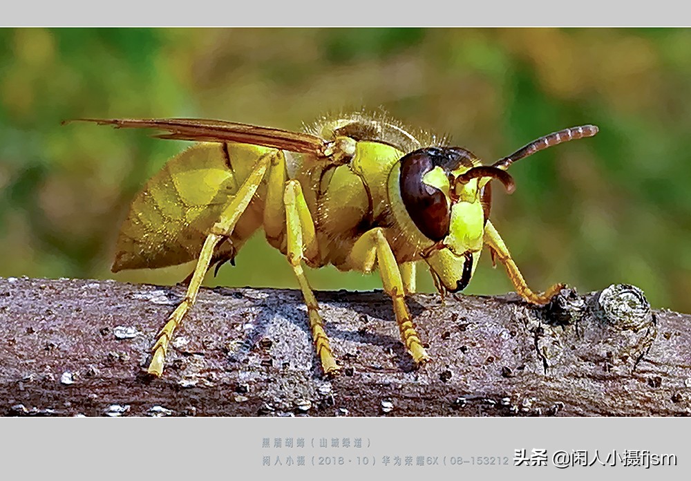 摄影图文：“秋天莫惹胡蜂”,几种常见的胡蜂