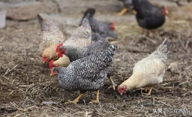 蛋鸡拉黑色糊状粪,蛋鸡拉红色粪便是怎么回事