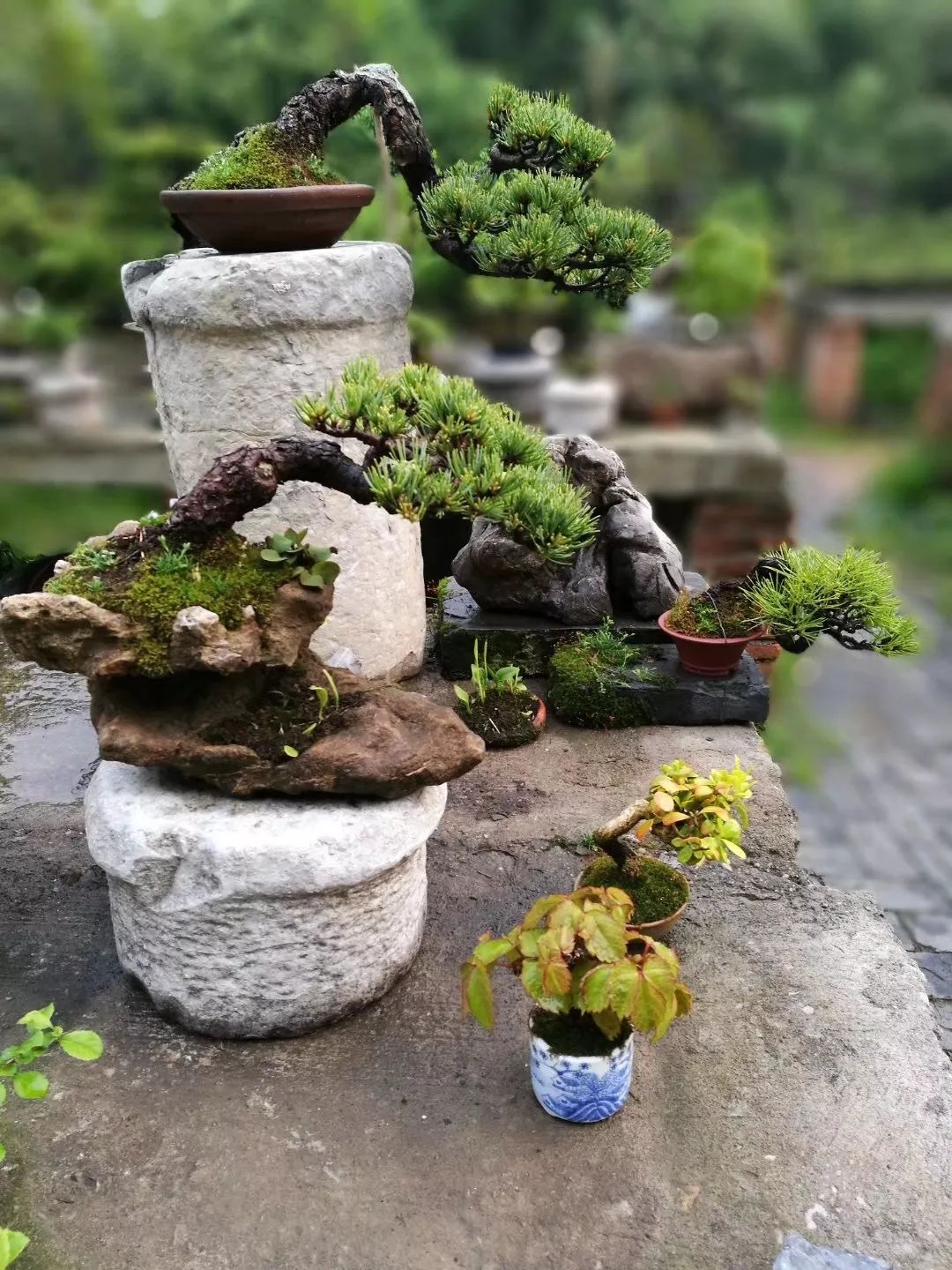 盆景制作方法与技巧,盆景制作小技巧