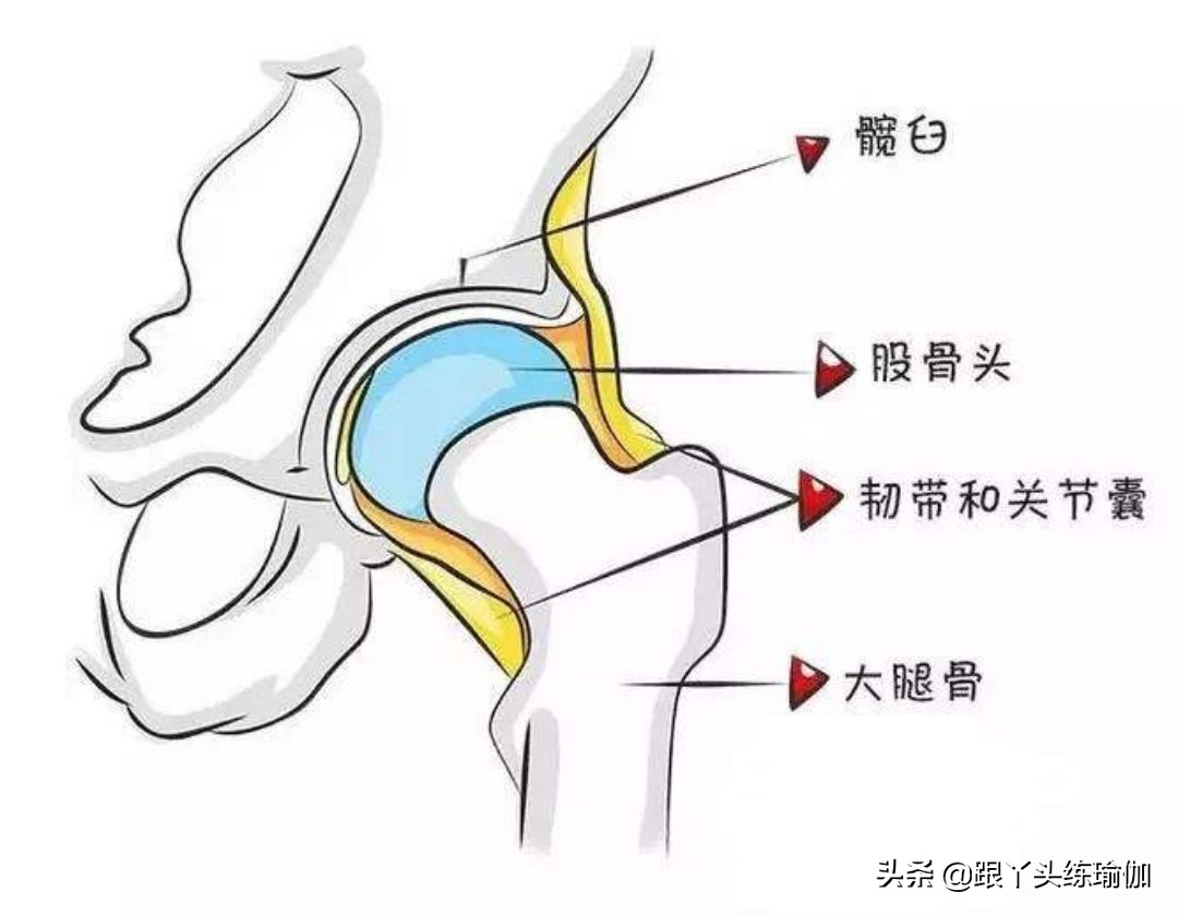 为什么有些人胯很宽,怎样练胯可以让胯变得更软