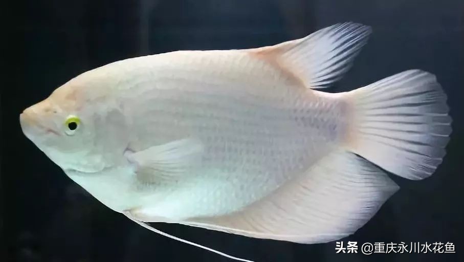 十种最漂亮的观赏鱼视频播放,观赏鱼60条