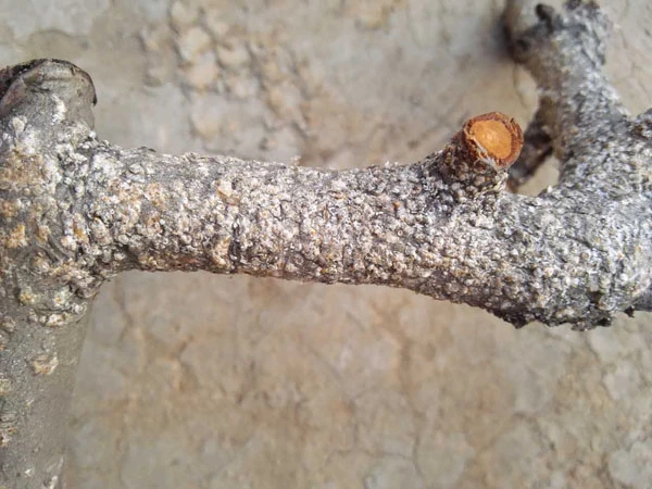 天堂鸟的蚧壳虫对人有危害吗,蚧壳虫怎么危害树木的