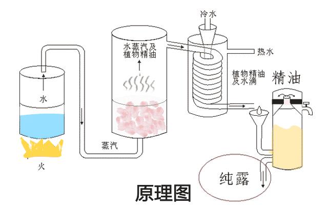 rosense土耳其玫瑰纯露,rosense洛神诗官网