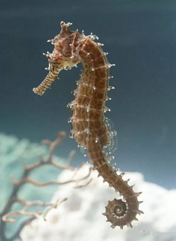 海鲜大全,最全海鲜冷知识