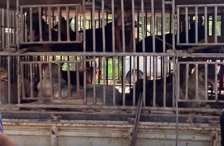 马犬险些被送到了狗肉馆,从狗肉车上救下来的狗狗马犬