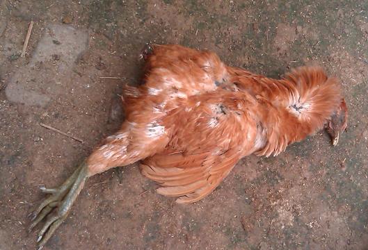 治呼吸道的特效药,呼吸道疾病特效药方