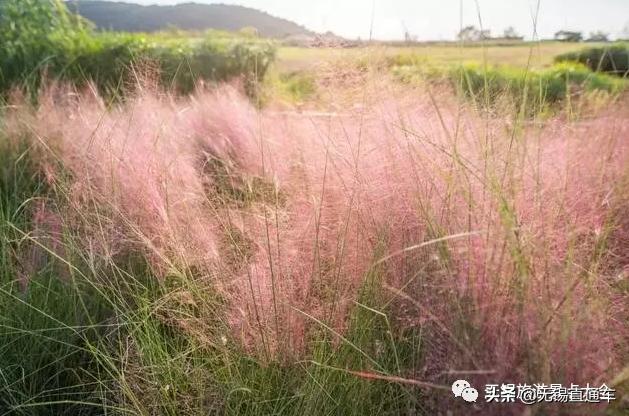 无锡哪里有看花海的景点,无锡秋季花海旅游景点