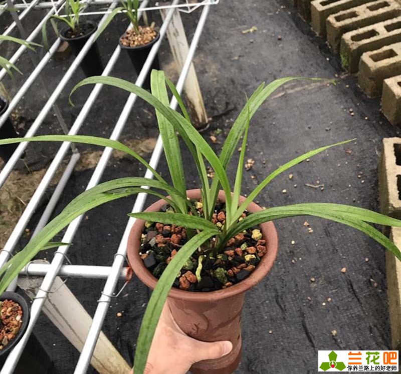 夏季养兰花的技巧与方法,夏季兰花放在空调房间如何养护