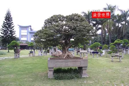 价值过万的黄杨盆景 (1000万元以上映山红盆景)