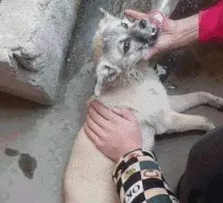 福懋动物医院：狗狗中毒，家长该如何紧急催吐？