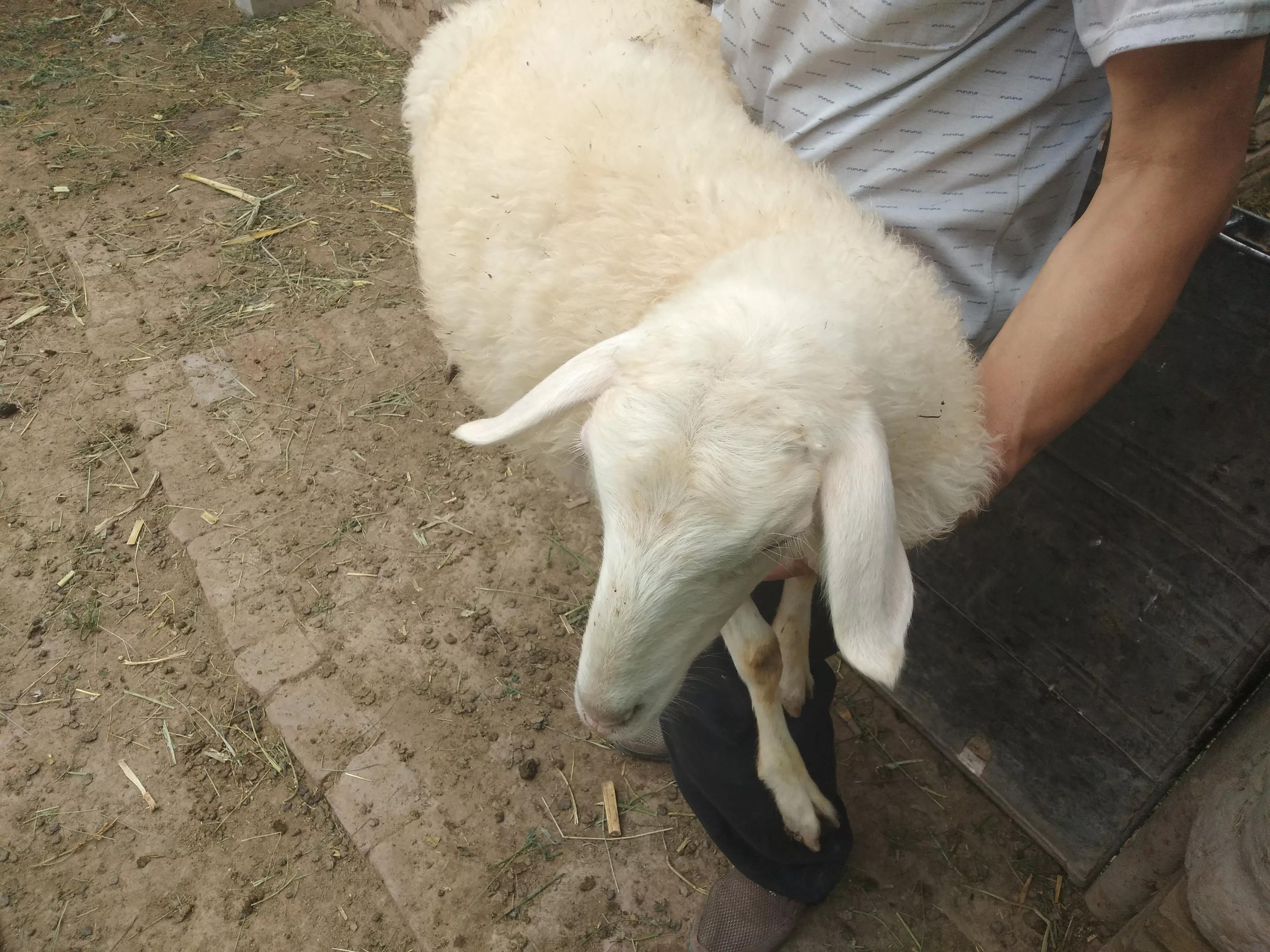 养羊年赚10万必须具备4个条件,养羊到底赚不赚钱