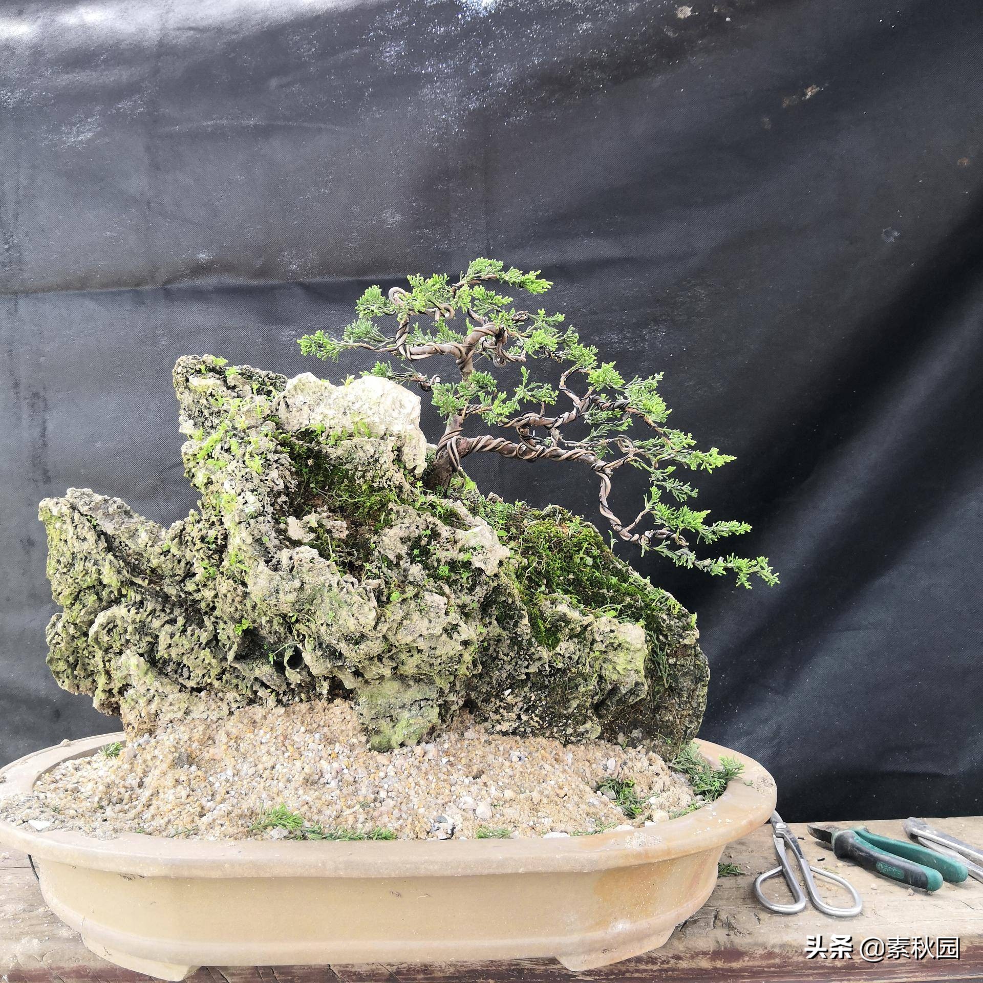 关于系鱼川真柏苗与铝线在石头上发生的那些事儿