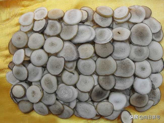 鹿茸的效用及饮用方法,鹿茸每日吃多少克