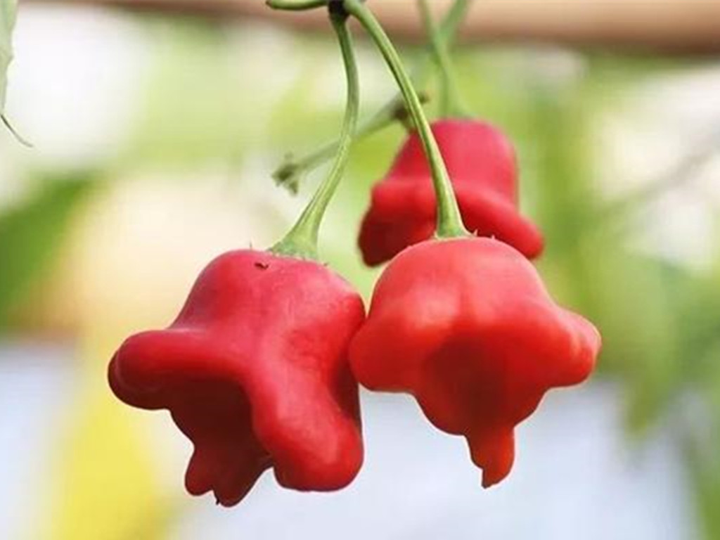 盆栽辣椒不结是怎么回事,盆栽辣椒只开花不结果怎么回事